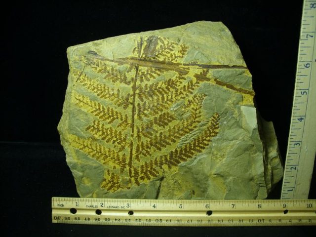 Fossil Fern (021120g)
