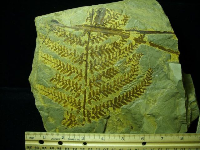 Fossil Fern (021120g) - Image 3