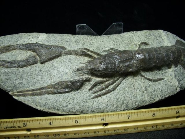 Fossilized Lobster – Arthropod (Crustacean)  (021120j) - Image 3