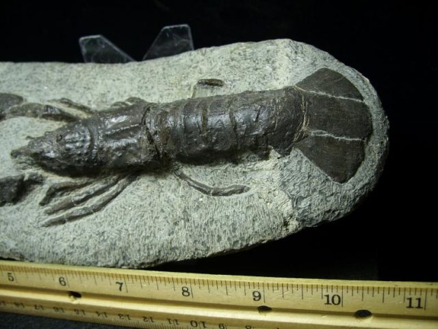 Fossilized Lobster – Arthropod (Crustacean)  (021120j) - Image 4
