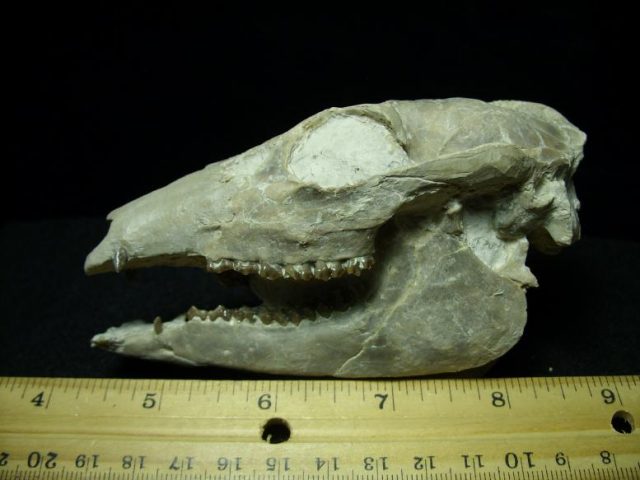 Fossilized Deer Skull (021120m)