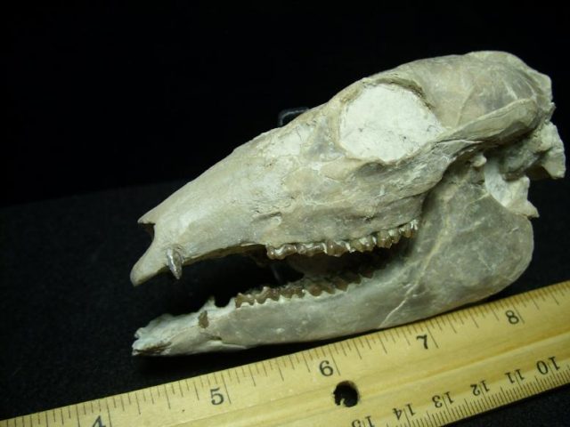 Fossilized Deer Skull (021120m) - Image 2