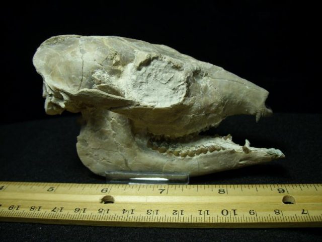 Fossilized Deer Skull (021120m) - Image 3