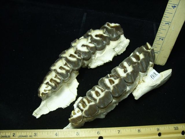 Subhyracodon Jaws with Teeth (021320a) - Image 2