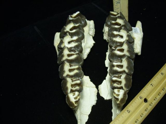 Subhyracodon Jaws with Teeth (021320a) - Image 3