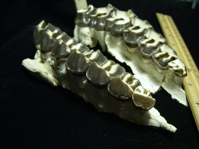 Subhyracodon Jaws with Teeth (021320a) - Image 4