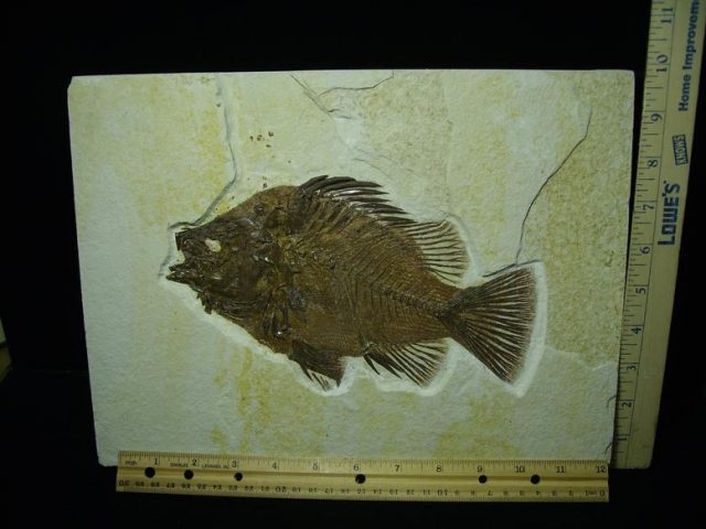 Priscacara  Fossil Fish  (021320n)