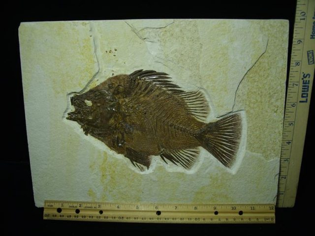 Priscacara  Fossil Fish  (021320n) - Image 2