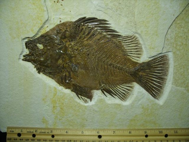 Priscacara  Fossil Fish  (021320n) - Image 3