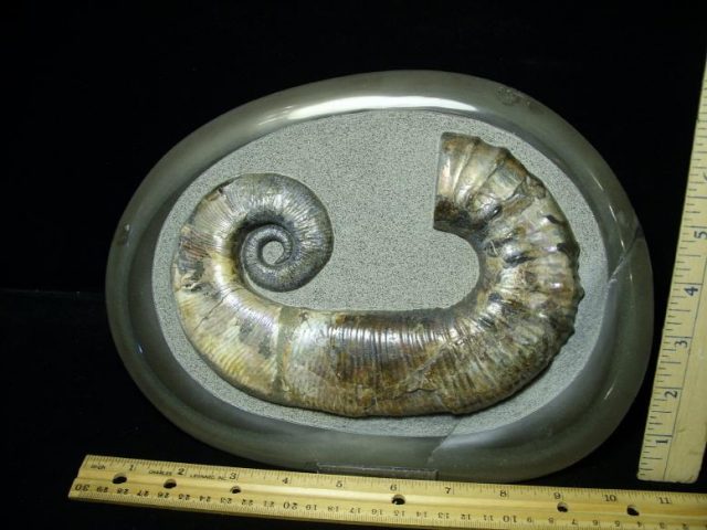 Ancyloceras – Ammonite (021420y)