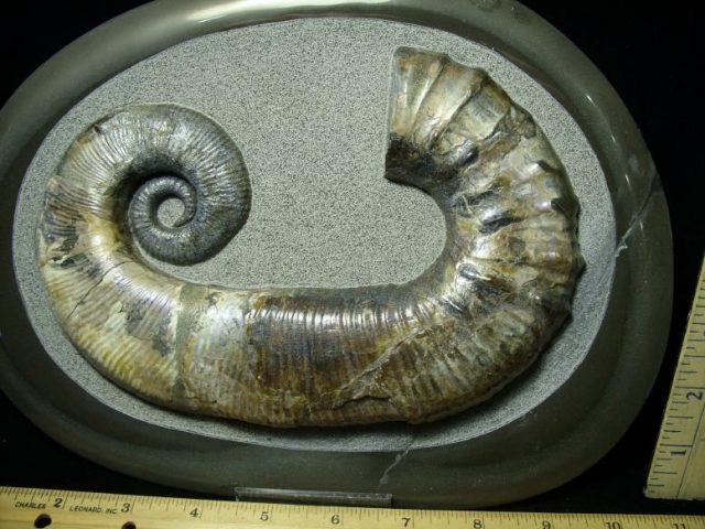 Ancyloceras – Ammonite (021420y) - Image 2