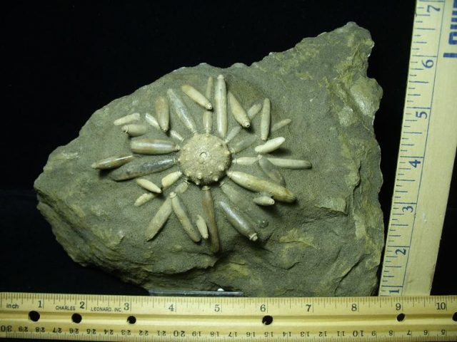 <span style="color: #ff0000;"> *END OF YEAR SPECIAL OFFER*   **SUPER PRICE REDUCTION** Rare Echinoid Fossil with Spines (013020y) - Image 2