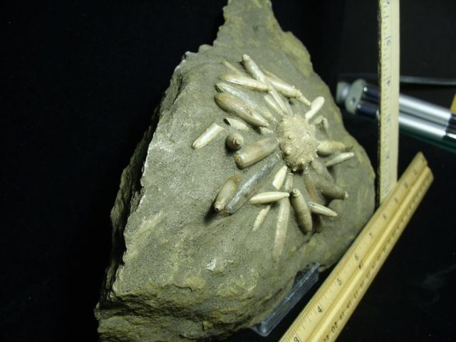 <span style="color: #ff0000;"> *END OF YEAR SPECIAL OFFER*   **SUPER PRICE REDUCTION** Rare Echinoid Fossil with Spines (013020y) - Image 3