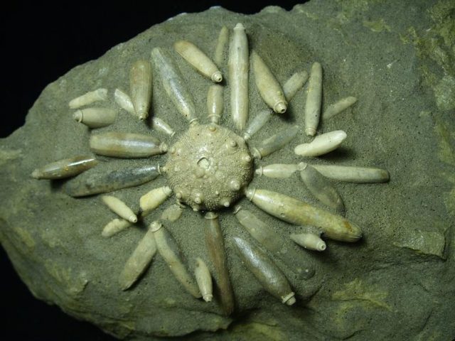 <span style="color: #ff0000;"> *END OF YEAR SPECIAL OFFER*   **SUPER PRICE REDUCTION** Rare Echinoid Fossil with Spines (013020y)