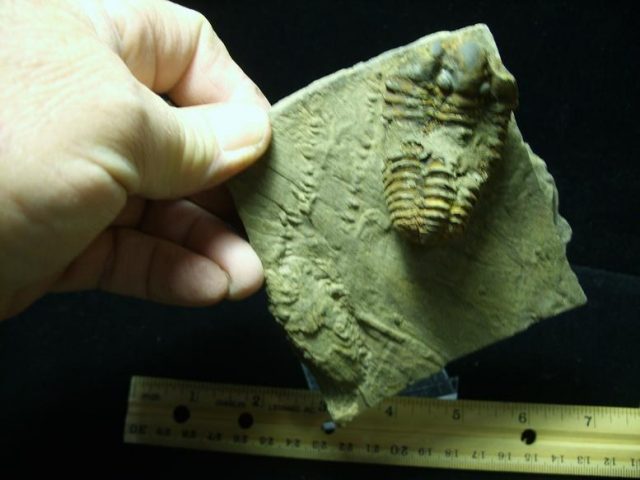 Fossil Trilobite Tracks (021420j)