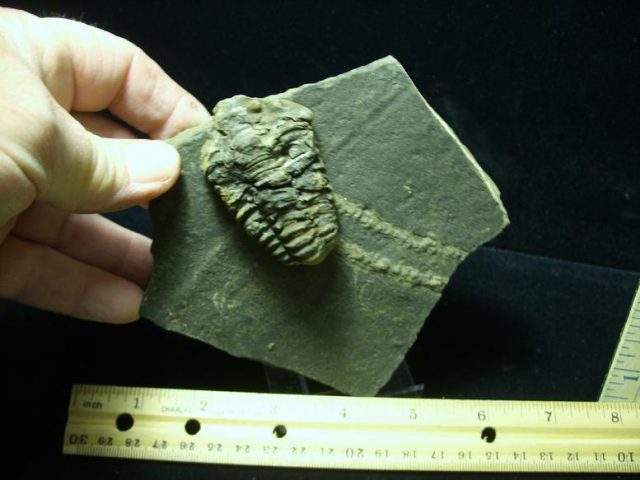 Fossilized Trilobite Tracks (021420k)
