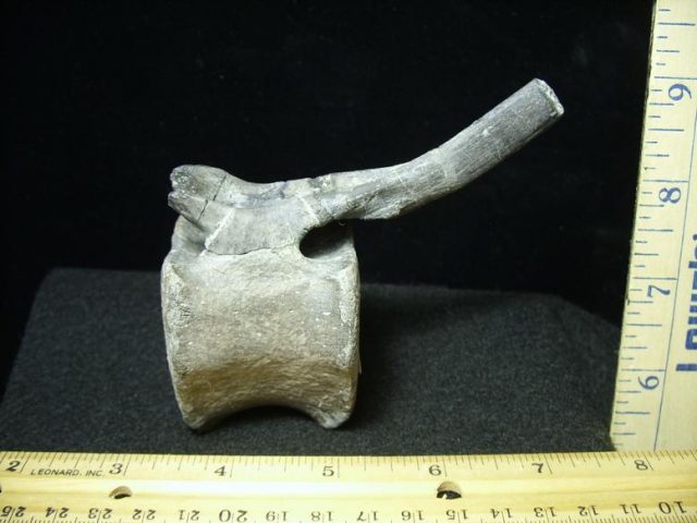 Hadrosaur Caudal Vertebrae (022120b) - Image 2