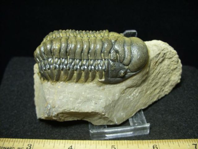 Crotalocephalina Trilobite (022120h) - Image 2