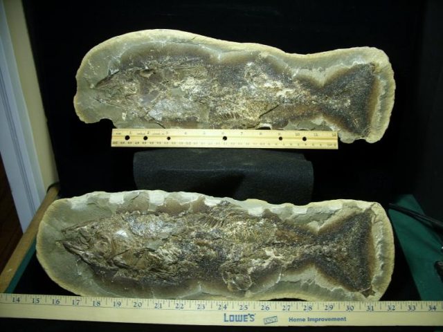 Santana Formation Fossil Fish  (022320m)