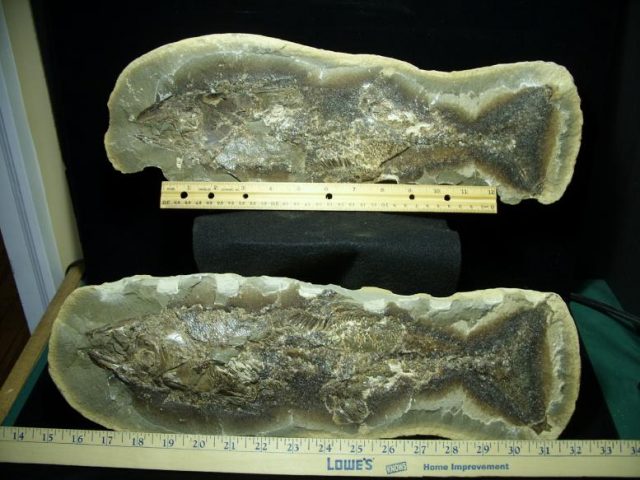 Santana Formation Fossil Fish  (022320m) - Image 2