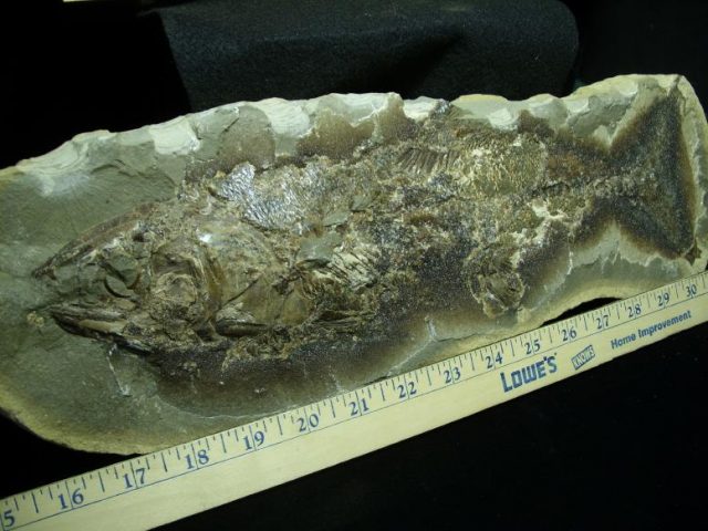 Santana Formation Fossil Fish  (022320m) - Image 3