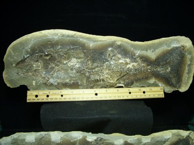 Santana Formation Fossil Fish  (022320m) - Image 4