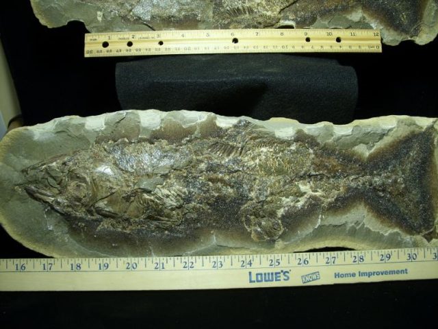 Santana Formation Fossil Fish  (022320m) - Image 5