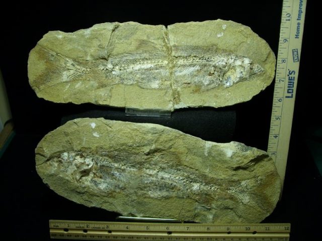 <span style="color: #ff0000;"> *END OF YEAR SPECIAL OFFER*   **SUPER PRICE REDUCTION** Santana Formation Fossil Fish  (022520a)