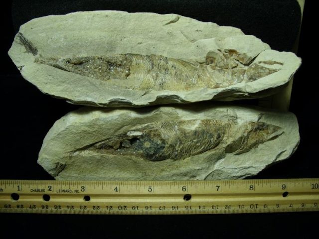 Santana Formation Fossil Fish  (022520e)