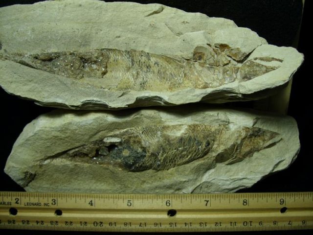 Santana Formation Fossil Fish  (022520e) - Image 3