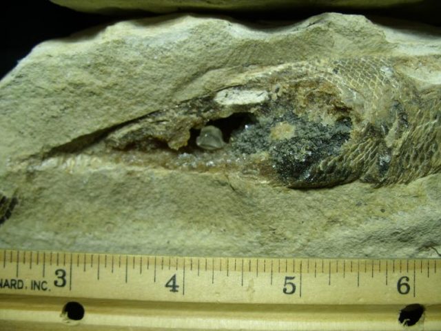 Santana Formation Fossil Fish  (022520e) - Image 4