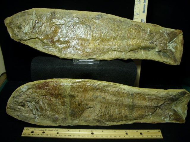 Santana Formation Fossil Fish (022520f) - Image 2