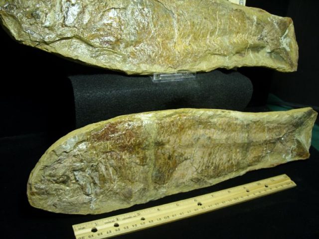 Santana Formation Fossil Fish (022520f) - Image 3