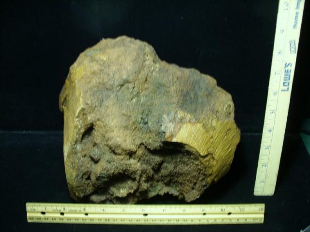 Duckbill Dinosaur Bone (022520j)