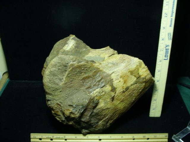 Duckbill Dinosaur Bone (022520j) - Image 4