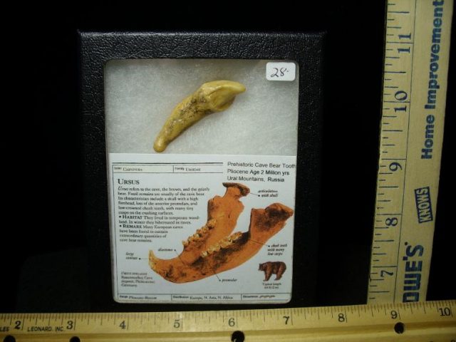 Fossilized Cave Bear Tooth  (022720a)