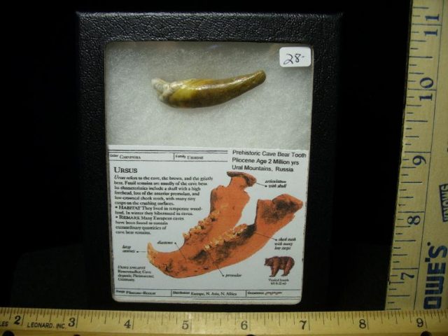 Fossilized Cave Bear Tooth  (022720b)