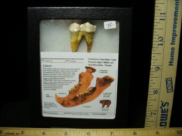 Fossilized Cave Bear Tooth  (022720e)