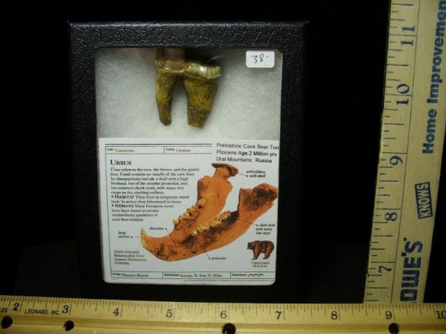 Fossilized Cave Bear Tooth  (022720f)