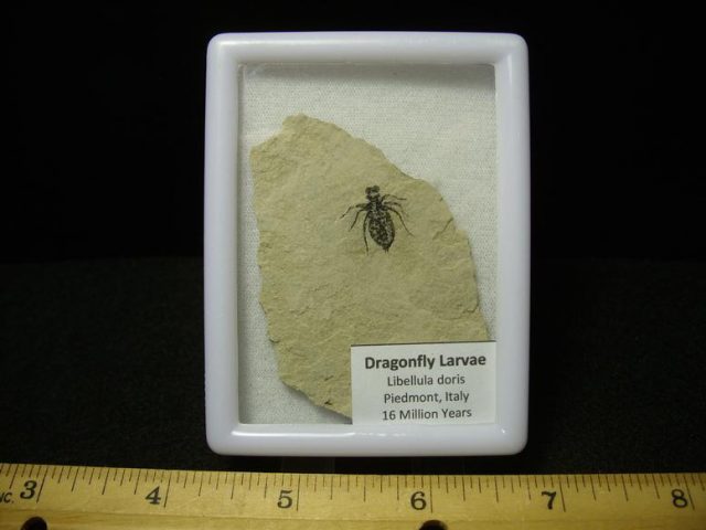Fossilized  Insect  (022820f)