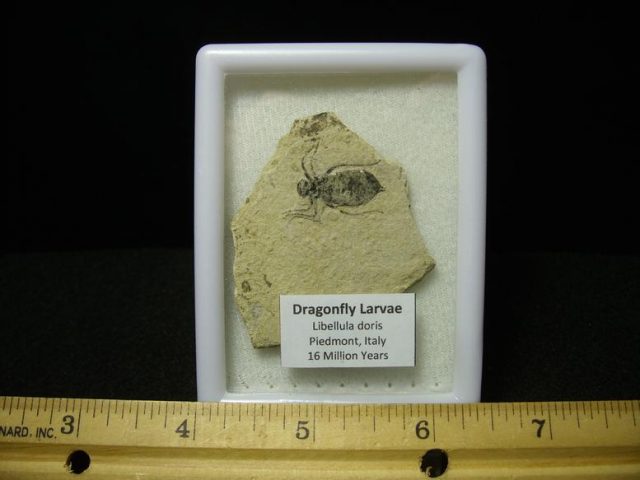 Fossilized  Insect  (022820g)