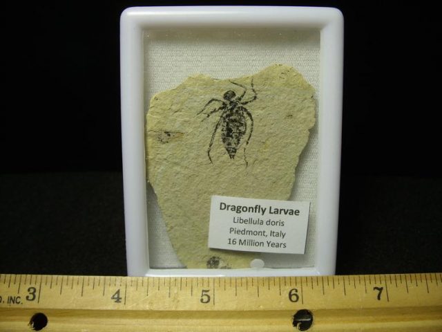 Fossilized  Insect  (022820h)
