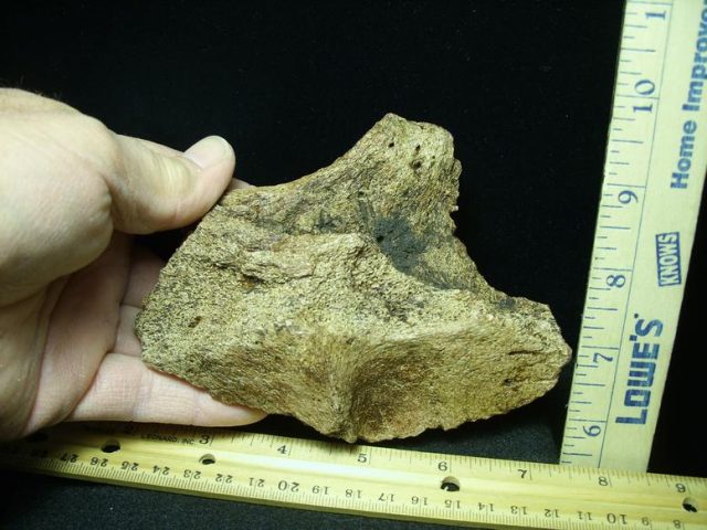 triceratops neck frill