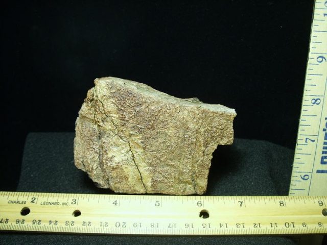 Triceratops Head Frill (022920k)