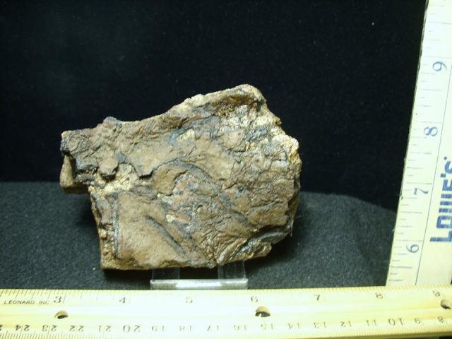 Triceratops Head Frill (022920k) - Image 3