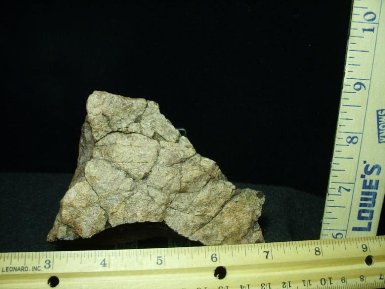 triceratops neck frill