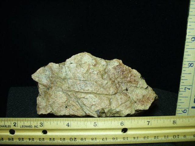 Triceratops Head Frill (022920n)