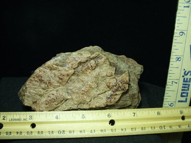 Triceratops Head Frill (022920n) - Image 2