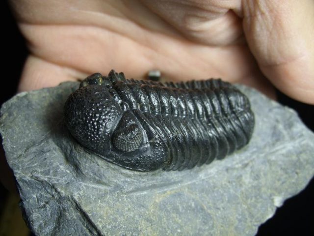 Fossilized Trilobite – Phacops rana (030120a) - Image 3