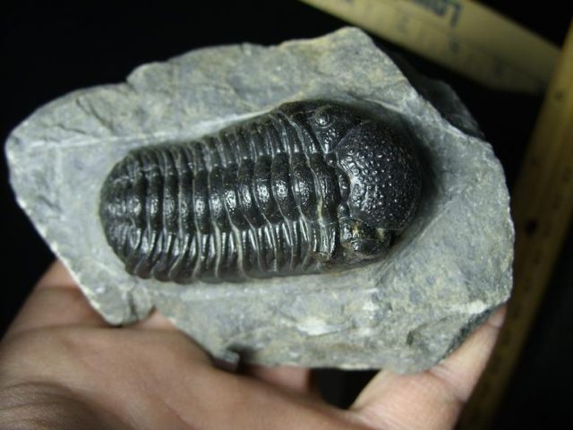 Fossilized Trilobite – Phacops rana (030120a) - Image 4